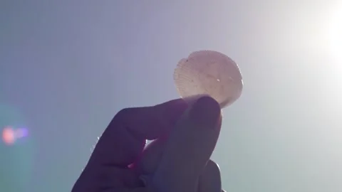 Seashell in the Sun Video stock 254578179