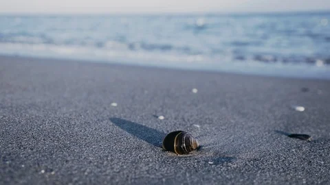 Seashell at sunset beach sand Stock Footage 120072001