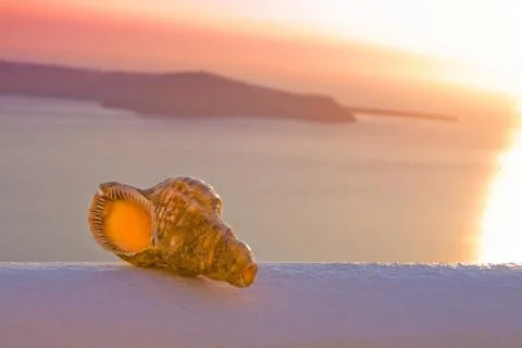 Seashell in sunset Stock Photos