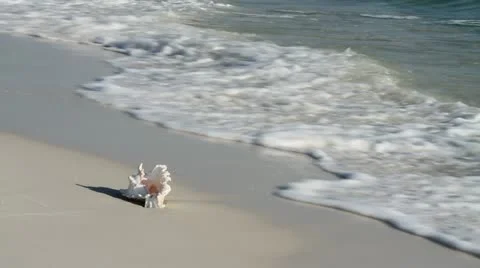 Seashell In Surf Stock Footage 10889357