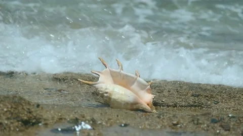 Seashell in the surf zone on background sea waves. Shell of Spider Conch (Lambis Vídeo Stock 160346464