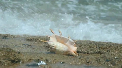 Seashell in the surf zone on background sea waves. Shell of Spider Conch (Lambis Vídeo Stock 166464551