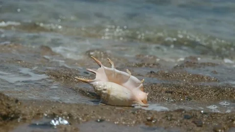 Seashell in the surf zone on background sea waves. Shell of Spider Conch (Lambis Vídeo Stock 166842744
