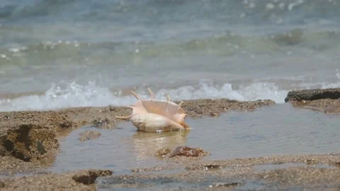 Seashell in the surf zone on background sea waves. Shell of Spider Conch (Lambis Vídeo Stock 167430586