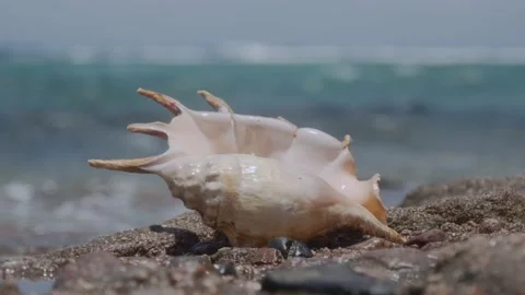 Seashell in the surf zone on background sea waves. Shell of Spider Conch (Lambis Vídeo Stock 168622185