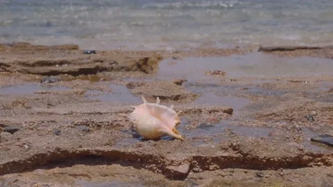 Seashell in the surf zone on background sea waves. Shell of Spider Conch (Lambis Vídeo Stock 169628751