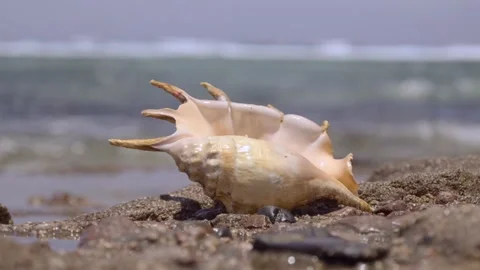 Seashell in the surf zone on background sea waves. Shell of Spider Conch (Lambis Vídeo Stock 169747113