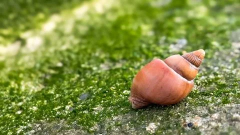 A seashell on a surface covered with green algae Фото