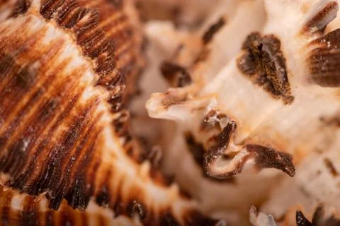 Seashell surface texture, background image, close-up, selective focus. Stock Photos