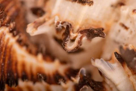 Seashell surface texture, background image, close-up, selective focus. Stock Photos