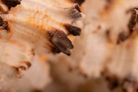Seashell surface texture, background image, close-up, selective focus. Stock Photos