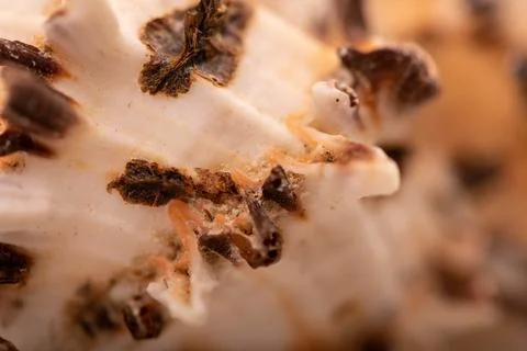 Seashell surface texture, background image, close-up, selective focus. Stock Photos