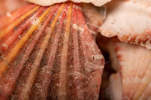 Seashell surface texture, background image, close-up, selective focus. Foto stock