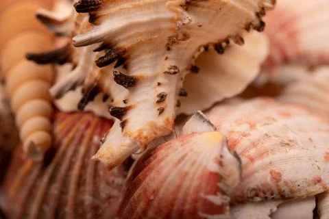 Seashell surface texture, background image, close-up, selective focus. Stock Photos