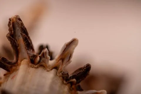 Seashell surface texture, background image, close-up, selective focus. Foto stock