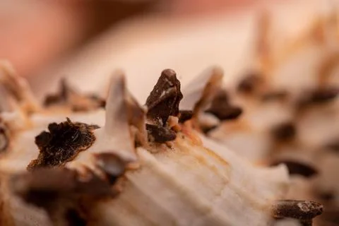 Seashell surface texture, background image, close-up, selective focus. Foto stock