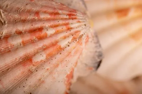 Seashell surface texture, background image, close-up, selective focus. Stock Photos