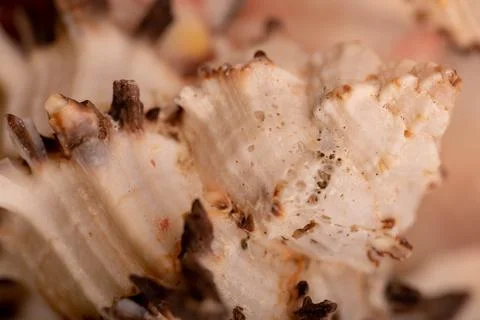 Seashell surface texture, background image, close-up, selective focus. Stock Photos