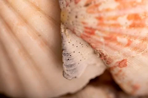 Seashell surface texture, background image, close-up, selective focus. Stock Photos