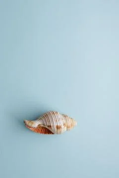 Seashell on the table. Summer travel concept. Stock Photos