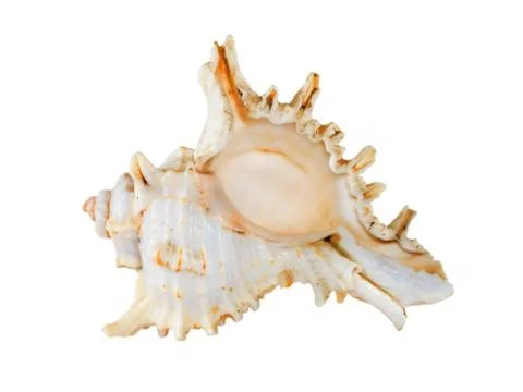 Seashell taken closeup.isolated. Stock Photos