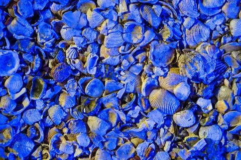 Seashell Texture Background with Blue Tones Stock Photos