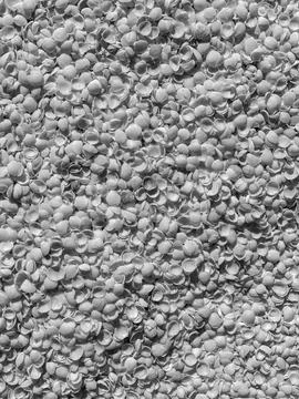 Seashell Texture Background Stock Photos