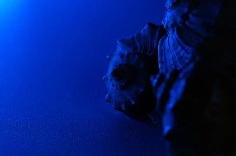 Seashell with Textured Surface under Blue Lighting on Dark Background Stock-Fotos