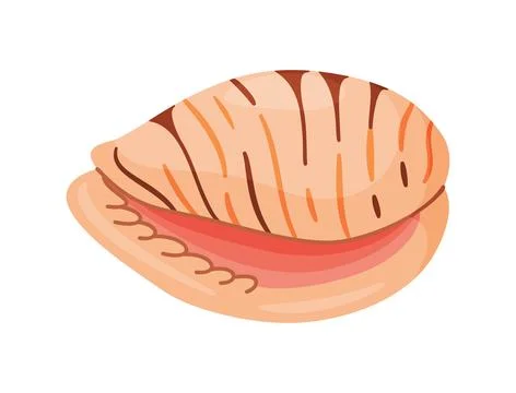 Seashell Tiger Cowrie Hand drawn. Cartoon flat style illustration seashell Stock Illustration