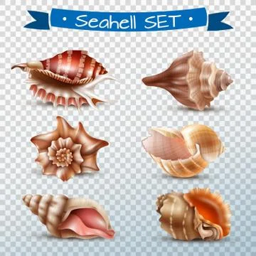 Seashell Transparent Set Stock Illustration
