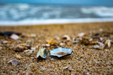 Seashell Treasures on the Beach 스톡 사진