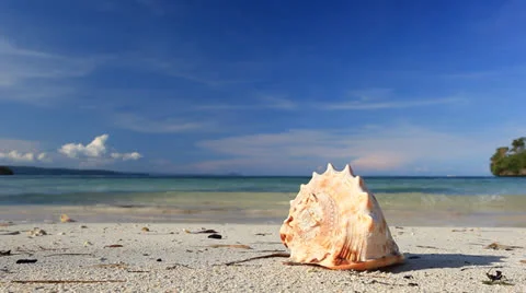 Seashell on tropical beach Stock Footage 24958297