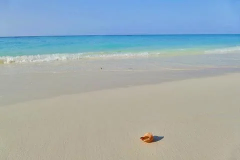 Seashell on tropical beach Stock Photos