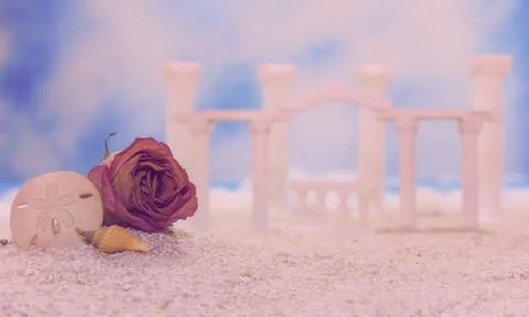 Seashell on Tropical Beach Stock Photos