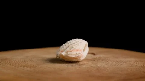 Seashell Turning Stock Footage 284275642