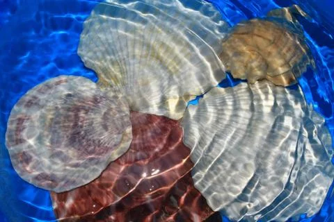 Seashell under water with waves Stock Photos