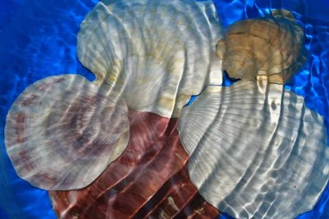 Seashell under water with waves Stock Photos