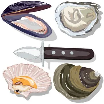 Seashell vector collection Stock Illustration