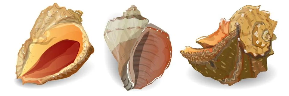 Seashell vector collection Illustrazione stock