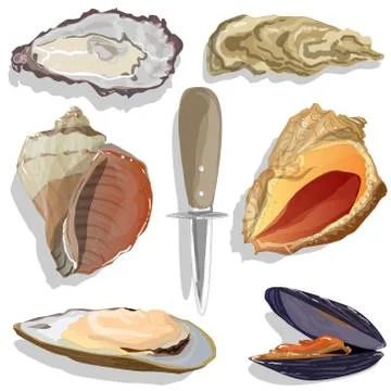 Seashell vector collection Stock Illustration