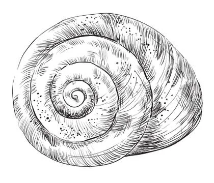 Seashell vector drawing Illustrazione stock