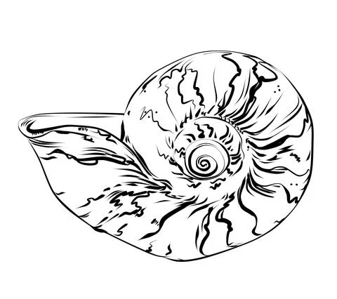 Seashell. Vector Hand draw black and white clip art isolated on transparent Stock Illustration