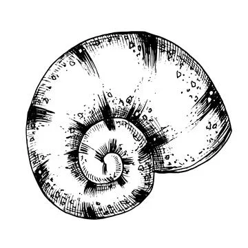 Seashell vector illustration. Hand drawn illustration of sea Shell on isolated Illustrazione stock