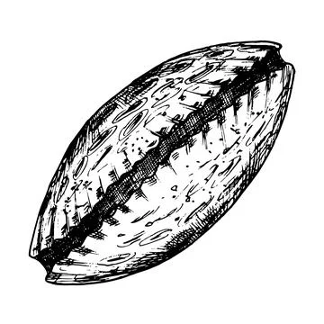 Seashell vector illustration. Hand drawn engraving of sea Shell painted by black Illustrazione stock