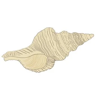 Seashell vector illustration isolated on white background Stock Illustration