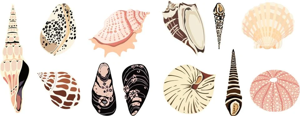 Seashell vector set, hand drawn marine shells collection in pastel colors Stock Illustration