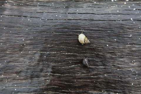 Seashell is walking slowly on timber on the beach. Stock Photos