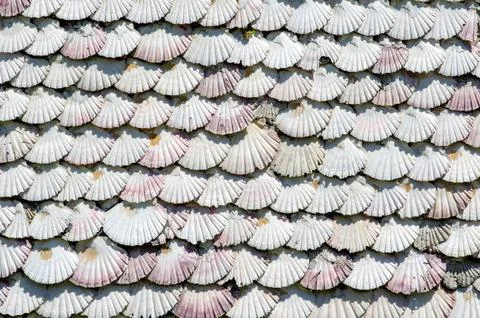 Seashell Wall Background, Natural Pattern of Overlapping White Shells Foto stock