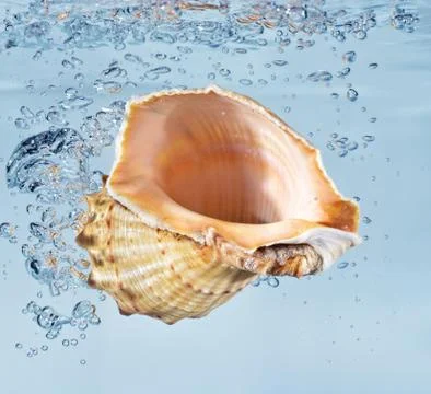 Seashell with water splash Stock Photos