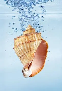 Seashell with water splash Stock Photos